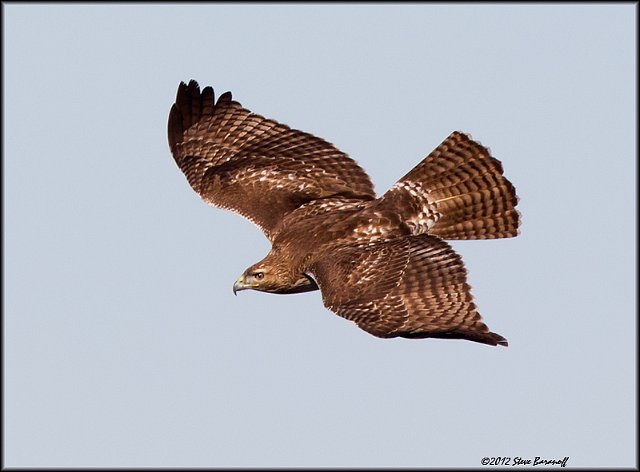 _2SB1647 red-tailed hawk.jpg
